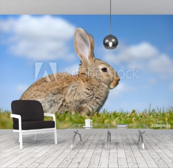 Picture of Rabbit hare while in grass